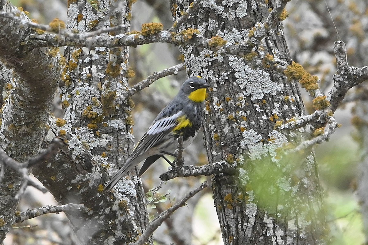 myrteparula (auduboni) (sitronstrupeparula) - ML617757937