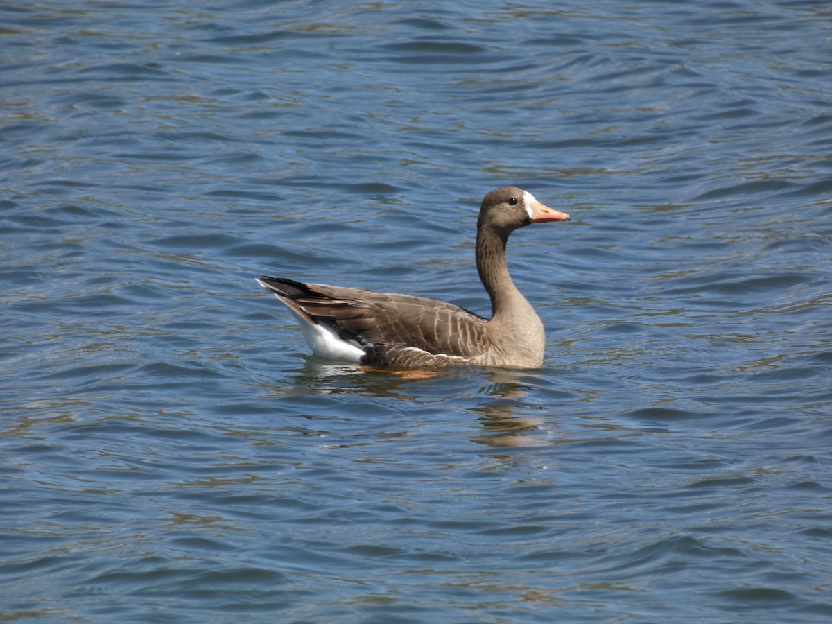 Greater White-fronted Goose - ML617757950