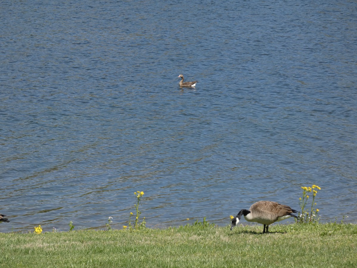 Greater White-fronted Goose - John Swarens