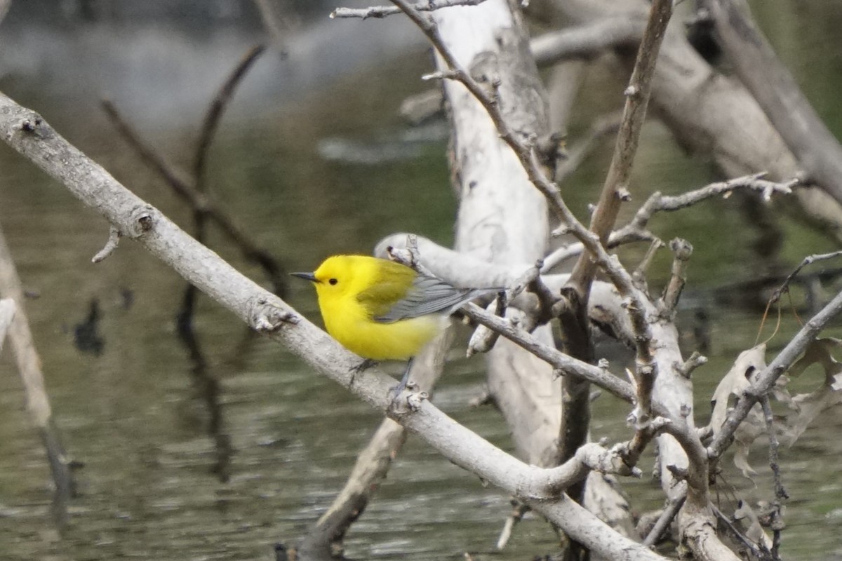 Prothonotary Warbler - Joe Weisbord