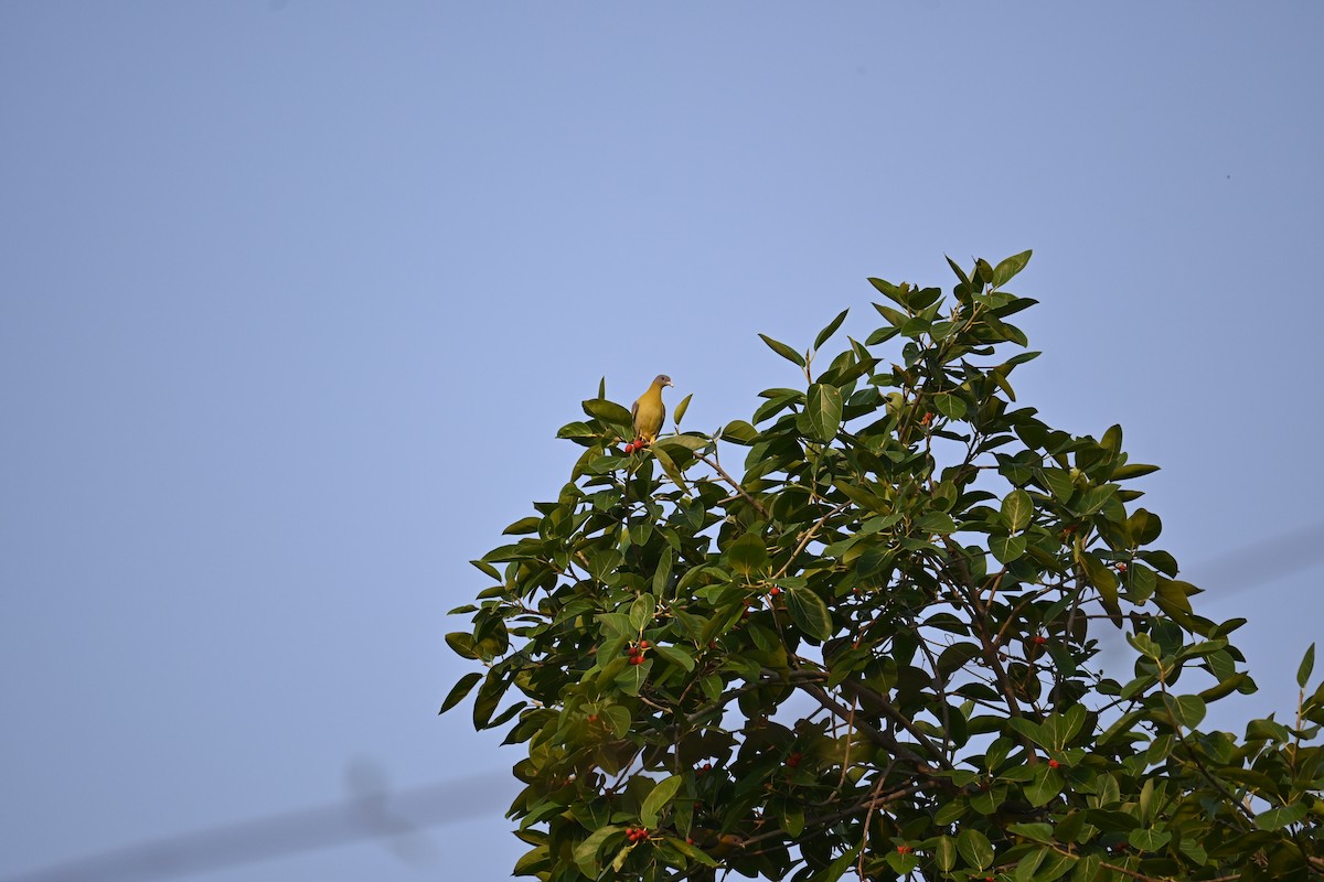 Yellow-footed Green-Pigeon - ML617758009