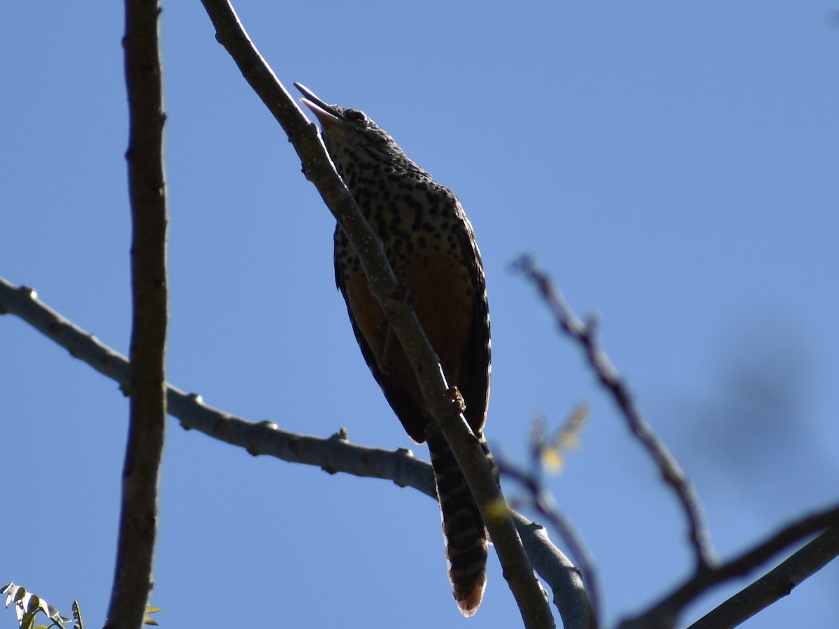 Band-backed Wren - ML617758022