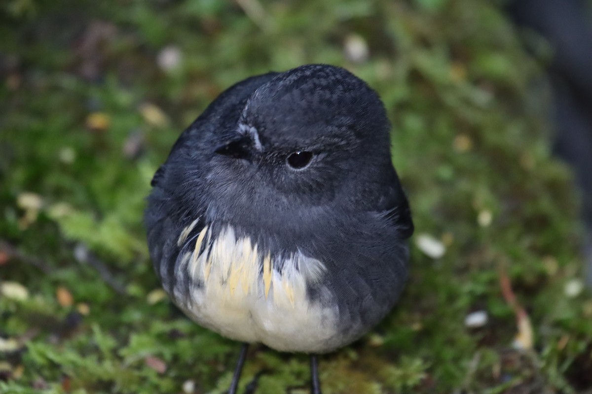 South Island Robin - Peter Langlands