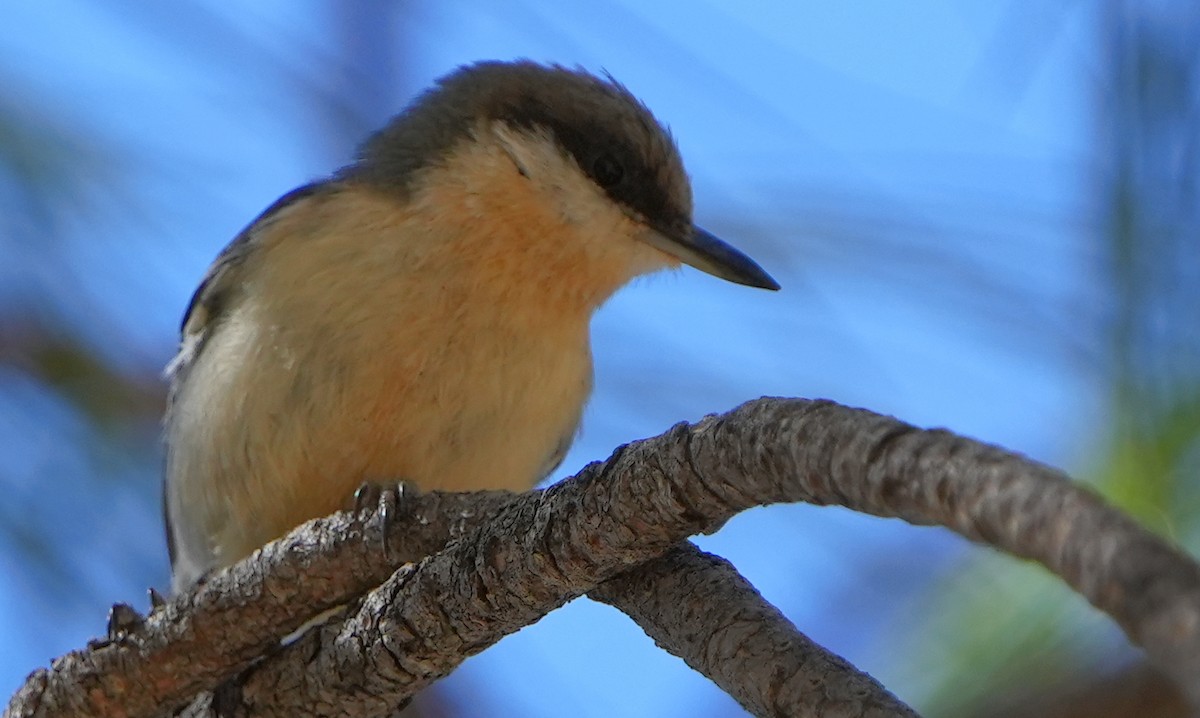 Pygmy Nuthatch - ML617758086