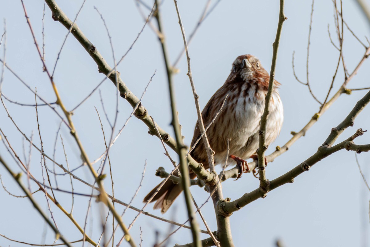 Song Sparrow - ML617758089