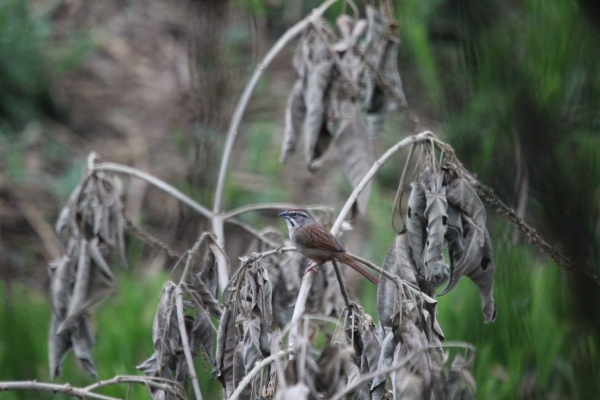 Rusty Sparrow - ML617758130