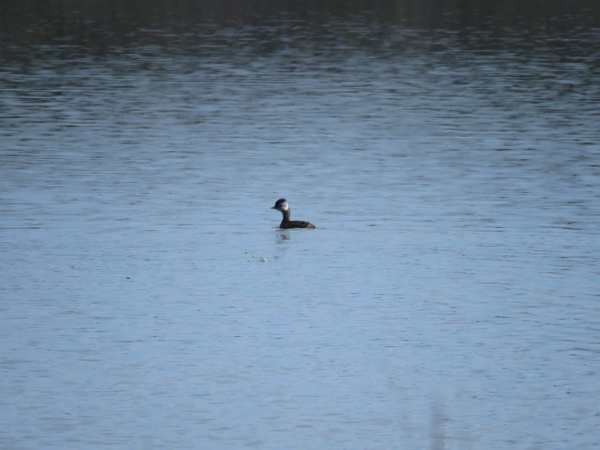 White-tufted Grebe - ML617758133