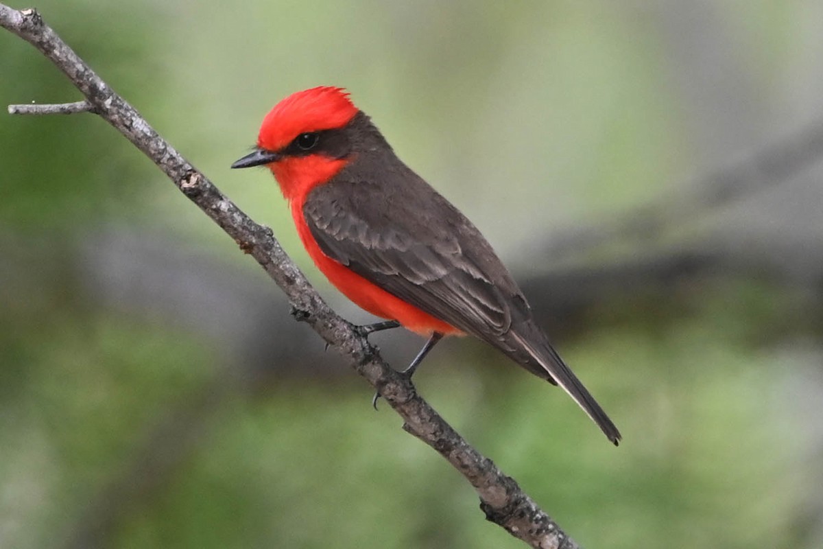 Vermilion Flycatcher - ML617758137