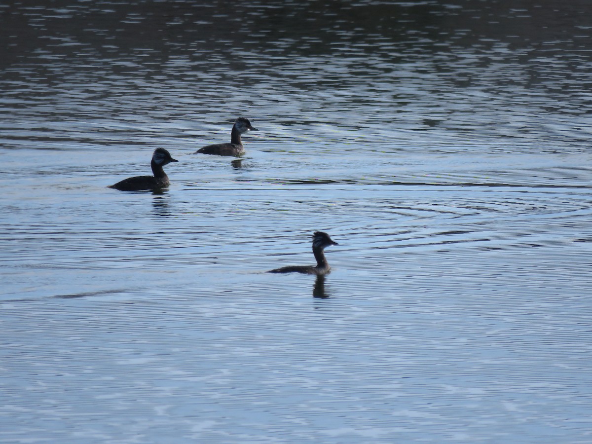 White-tufted Grebe - ML617758154