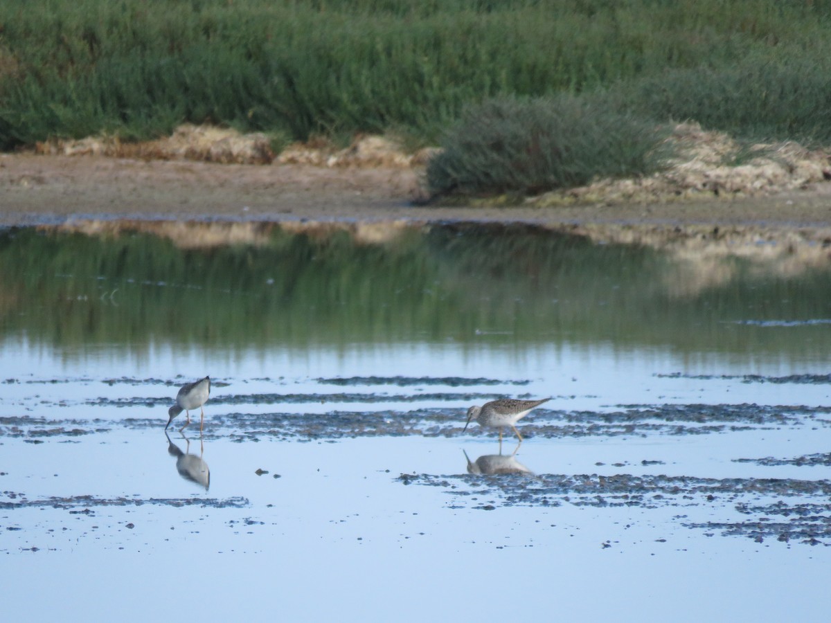 Lesser Yellowlegs - ML617758168