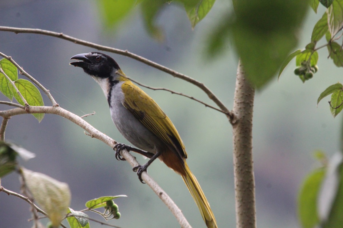 Black-headed Saltator - ML617758187