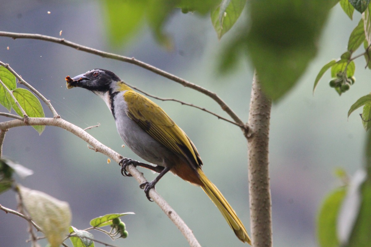 Black-headed Saltator - ML617758188