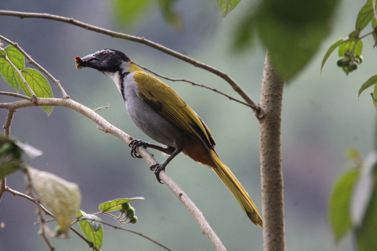 Black-headed Saltator - ML617758189