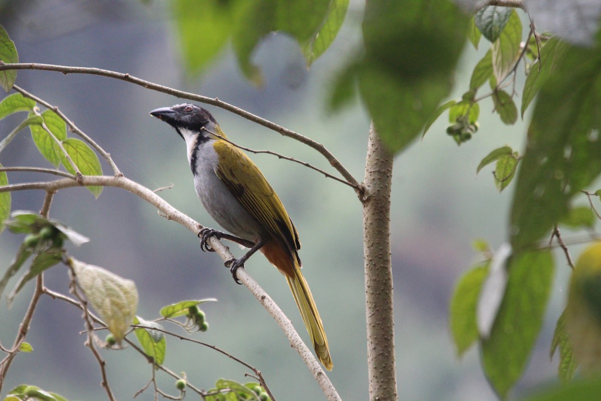 Black-headed Saltator - ML617758191