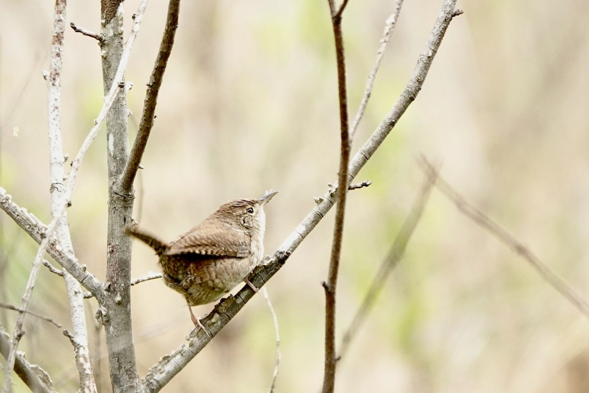 Northern House Wren - ML617758196