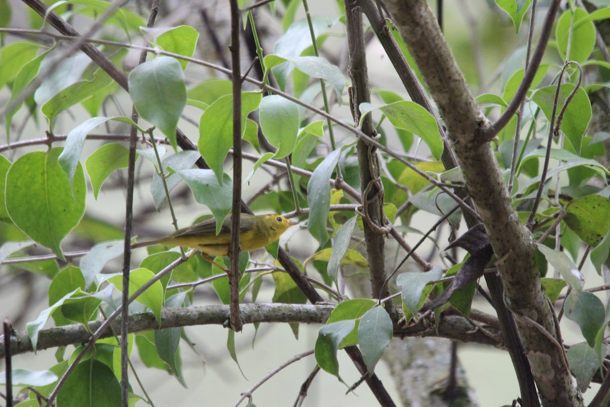 Wilson's Warbler - ML617758198