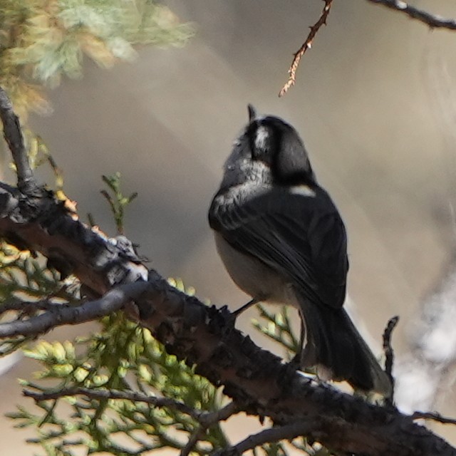 Mountain Chickadee - ML617758220