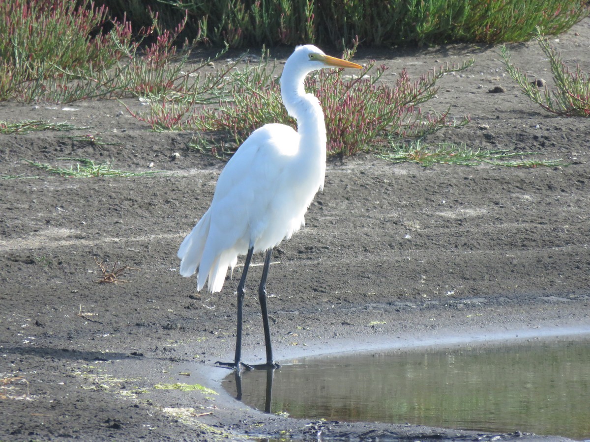 Great Egret - ML617758221