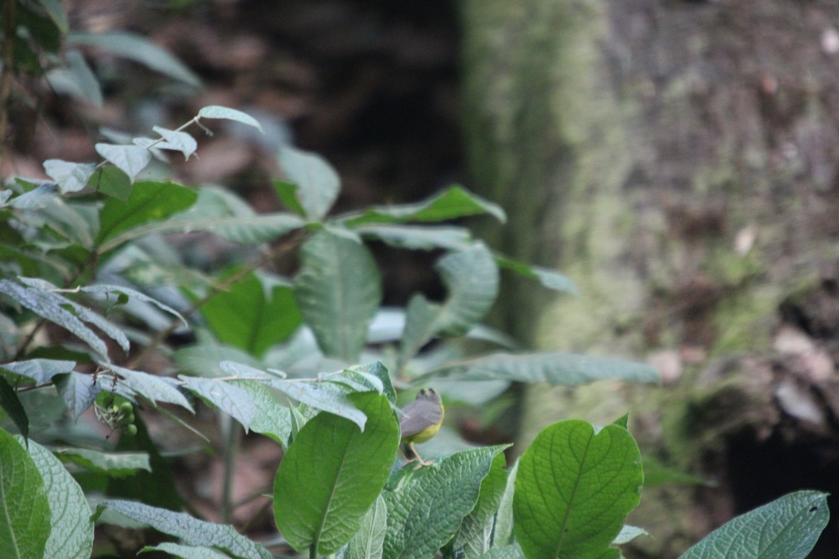 Golden-crowned Warbler - ML617758227