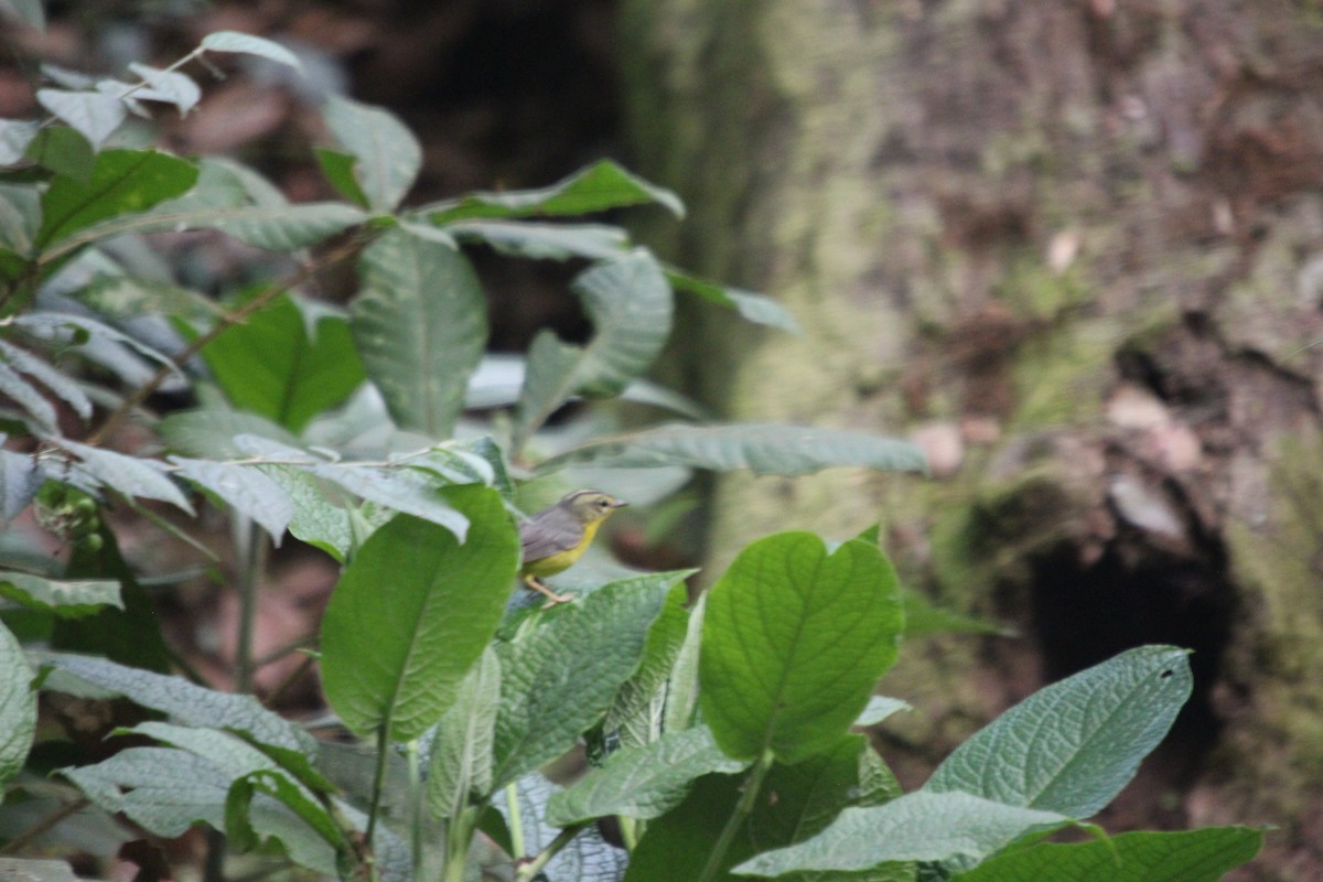 Golden-crowned Warbler - ML617758228