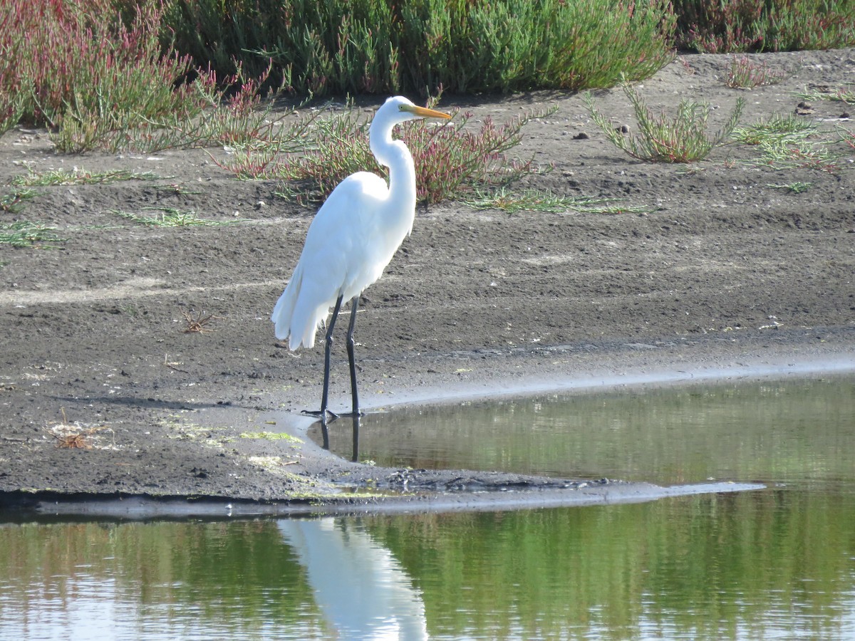 Great Egret - ML617758231