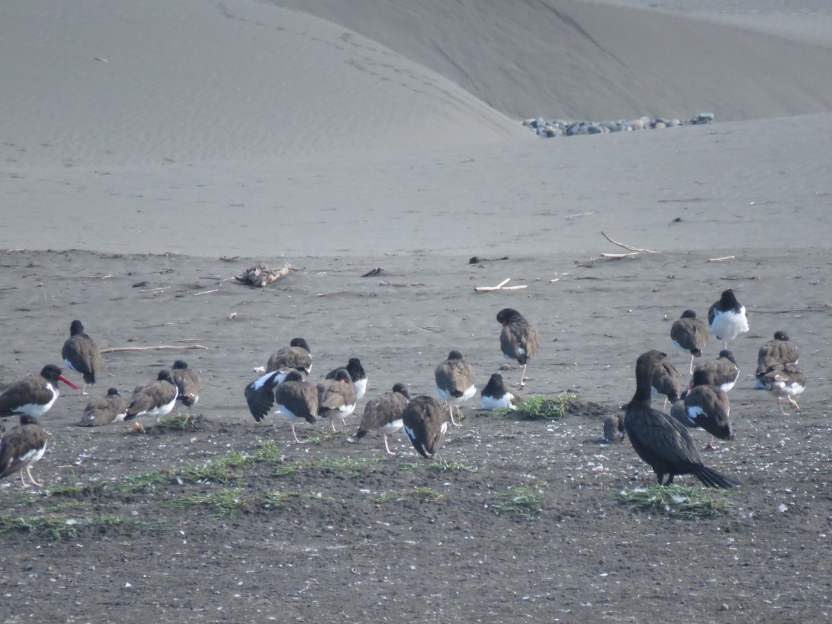 American Oystercatcher - ML617758240