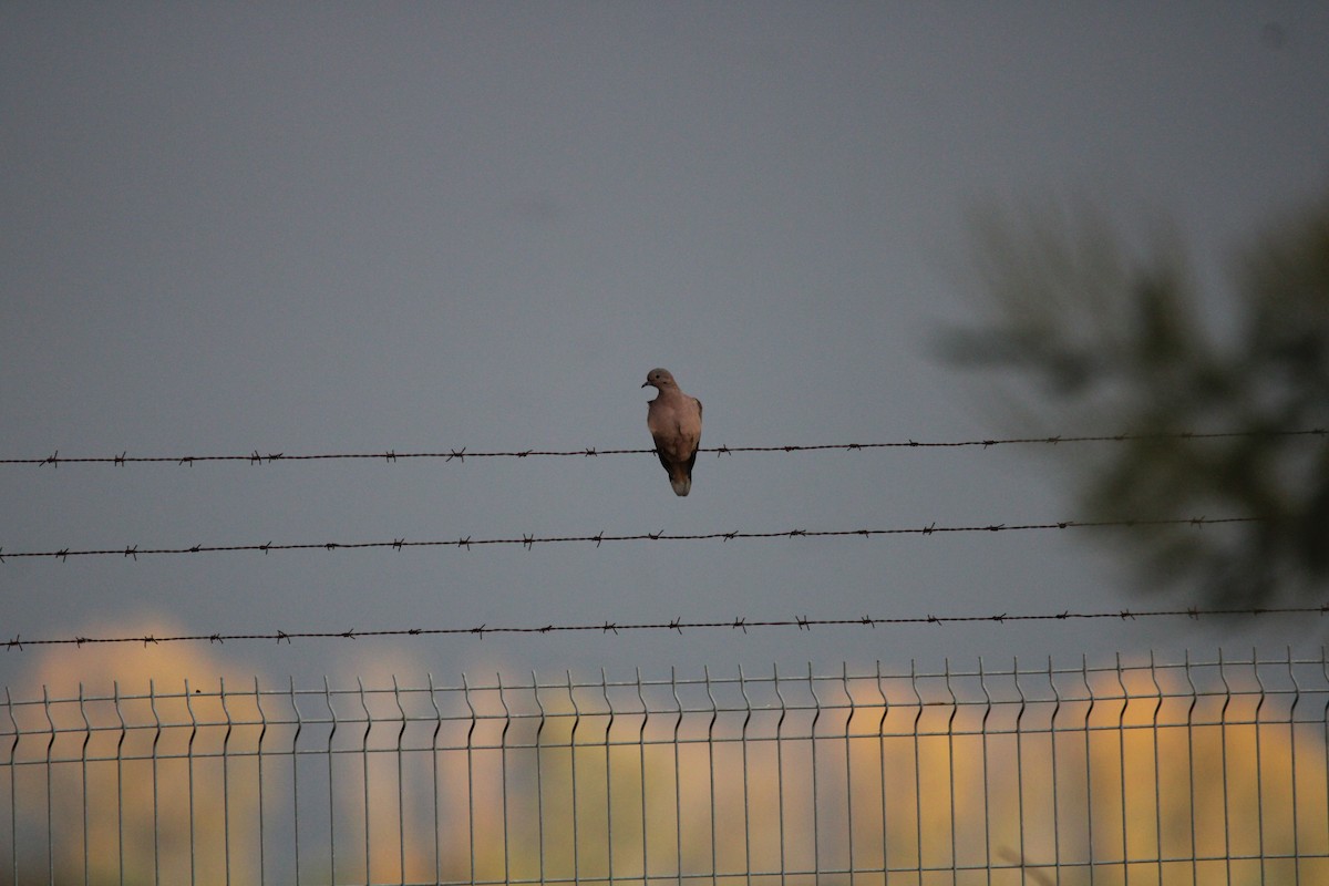 Eared Dove - Armando Aranela