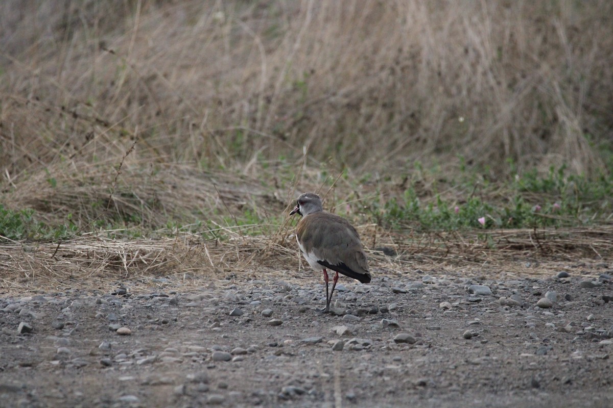 Southern Lapwing - ML617758270