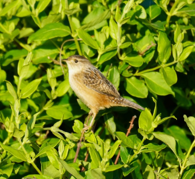 Sedge Wren - ML617758310