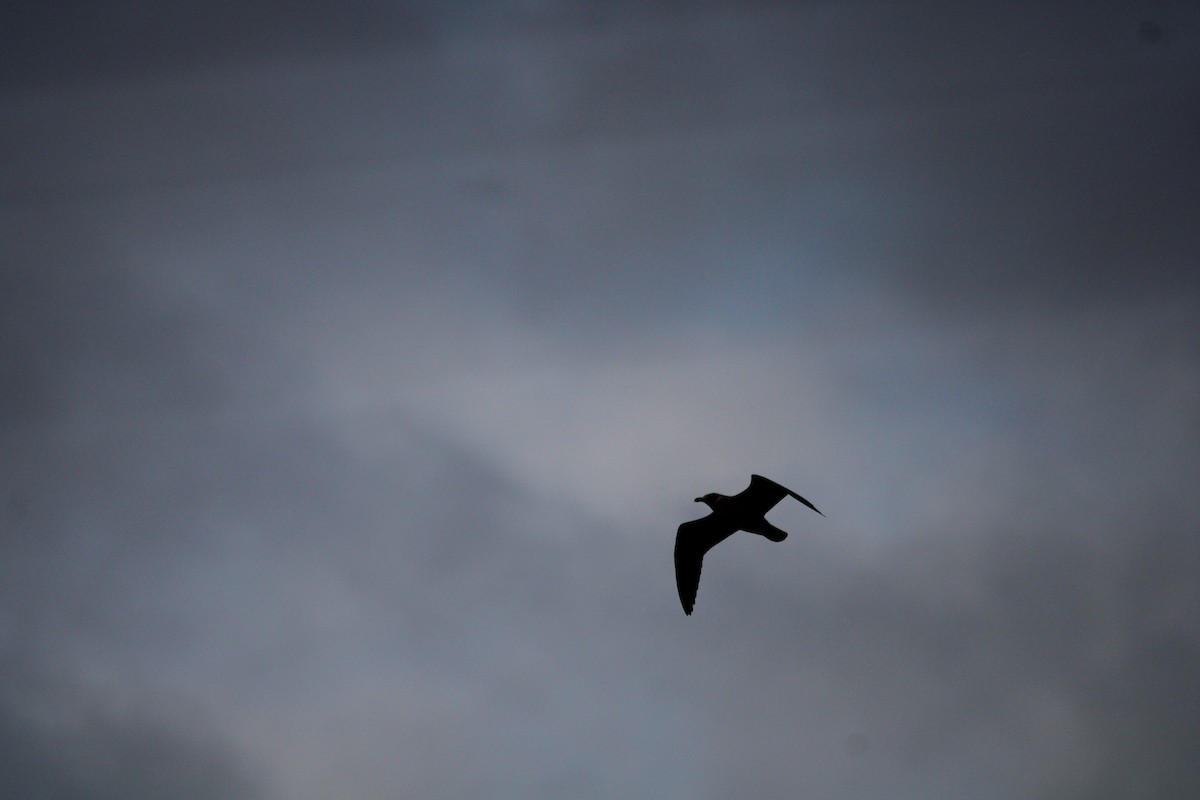 Kelp Gull - Armando Aranela