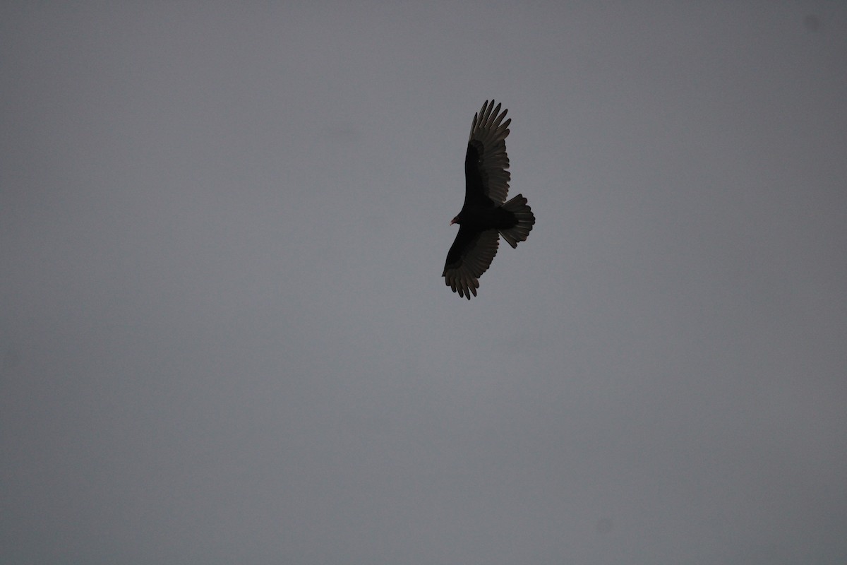 Turkey Vulture - ML617758341