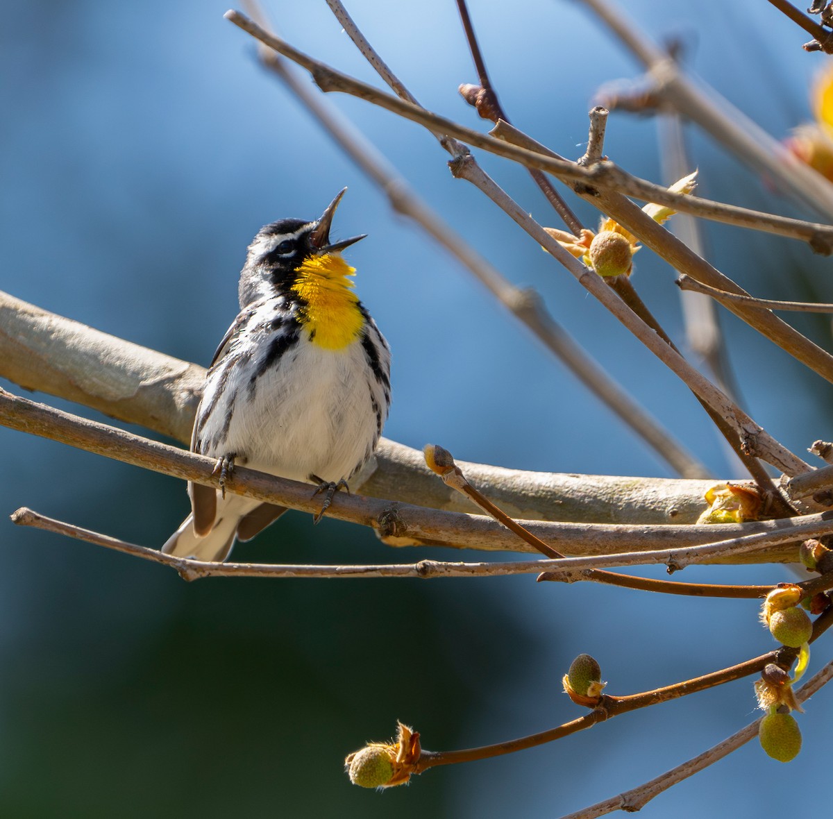 Yellow-throated Warbler - ML617758363