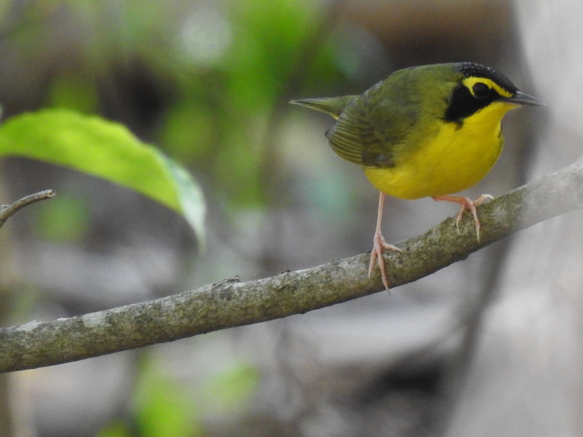 Kentucky Warbler - James Bolte