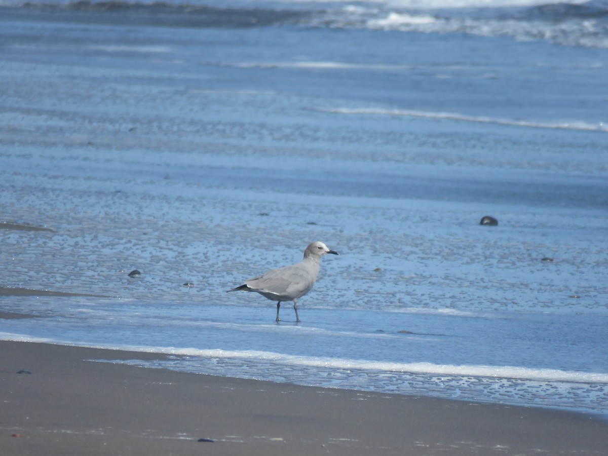 Gray Gull - ML617758394