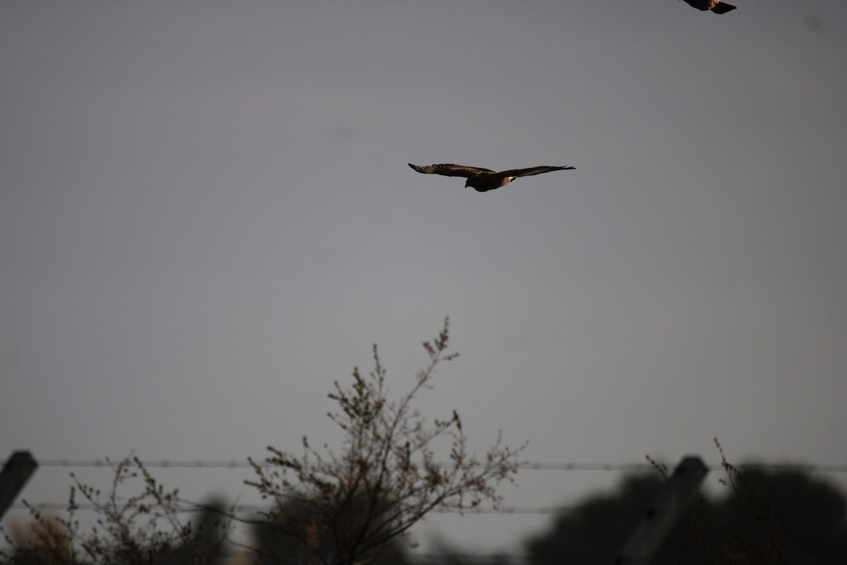 Chimango Caracara - ML617758401