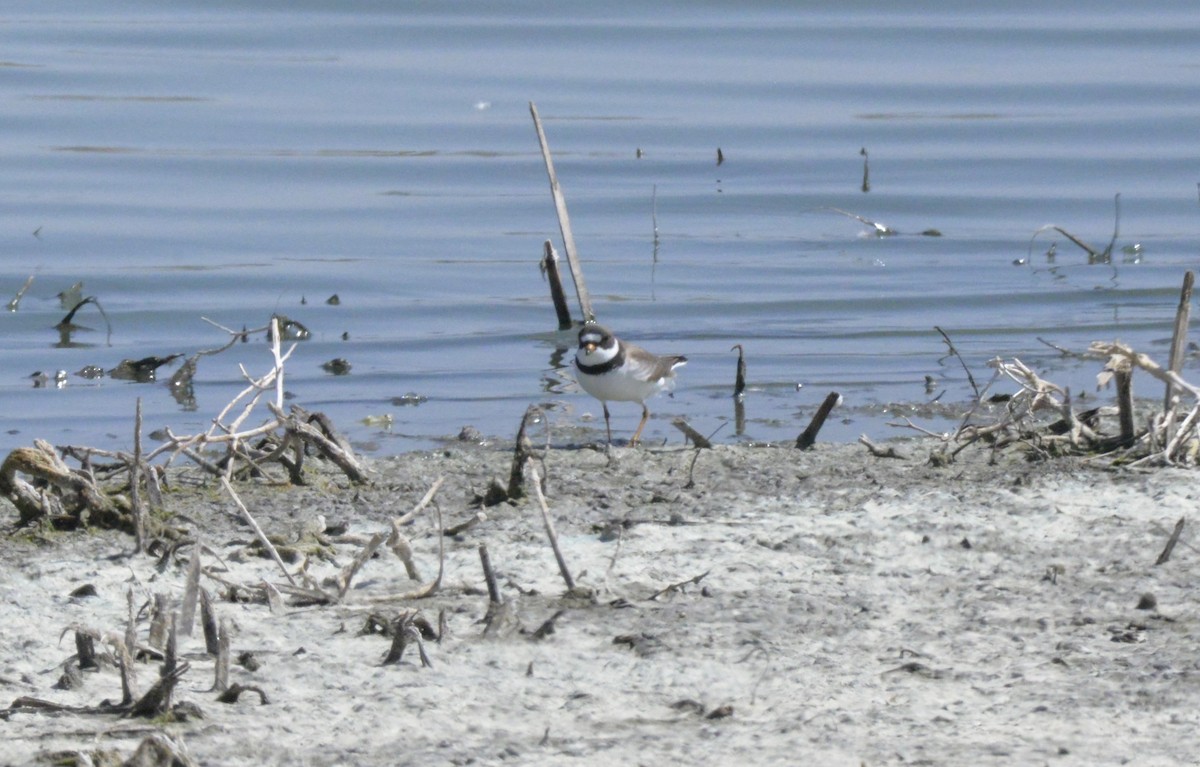 Semipalmated Plover - ML617758430