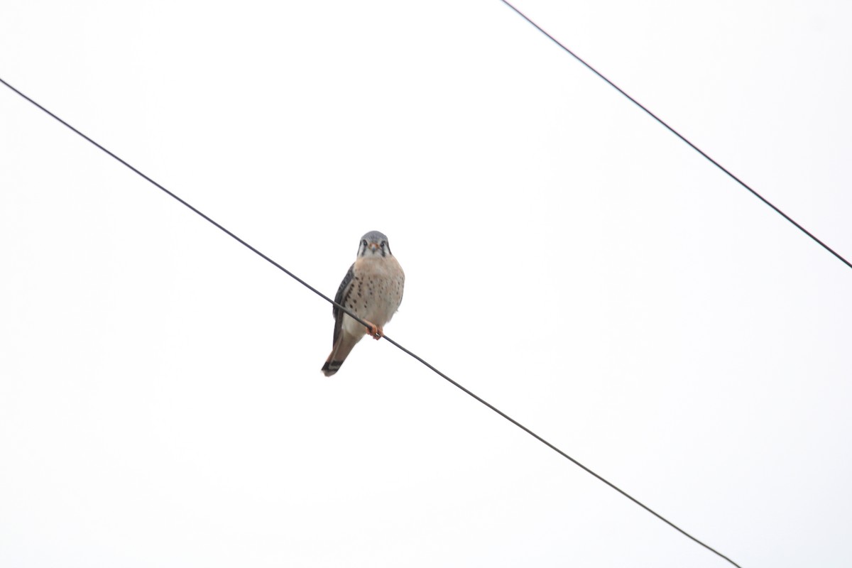 American Kestrel - ML617758442