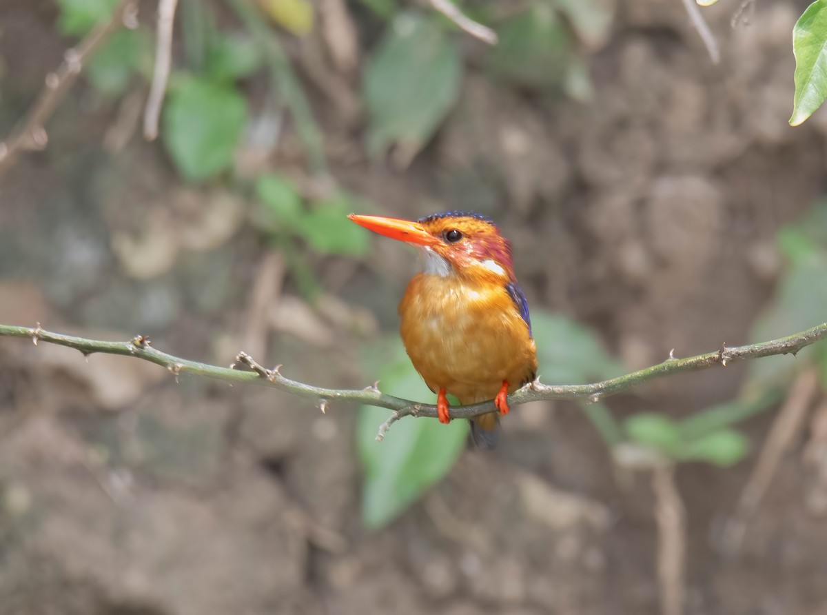 African Pygmy Kingfisher - ML617758482