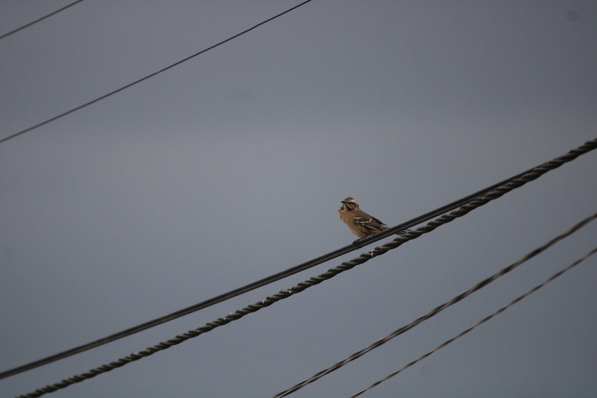 Chilean Mockingbird - ML617758499