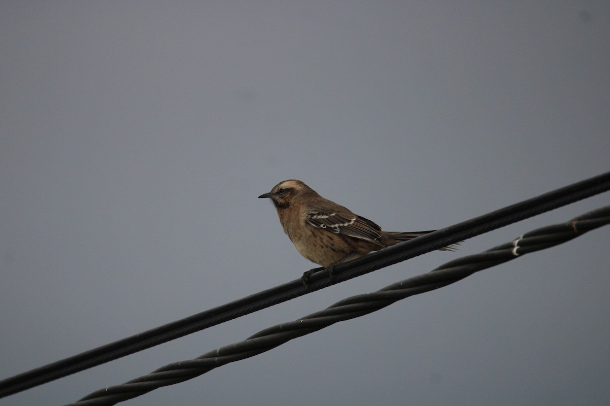 Chilean Mockingbird - ML617758504