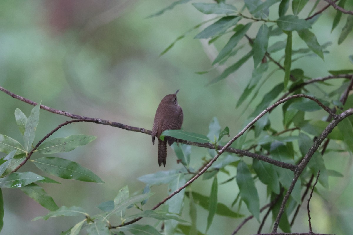 House Wren - ML617758517