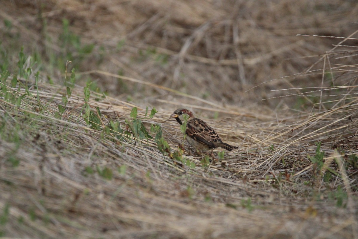 House Sparrow - Armando Aranela