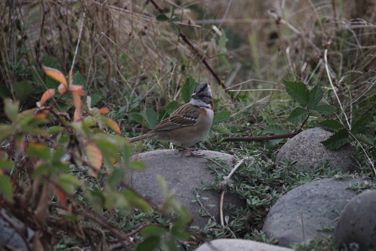 Rufous-collared Sparrow - ML617758561