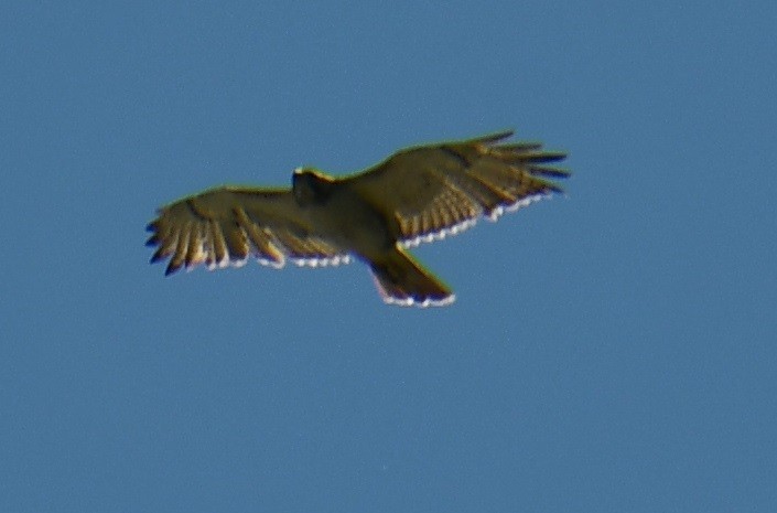 Red-tailed Hawk - M.K. McManus-Muldrow