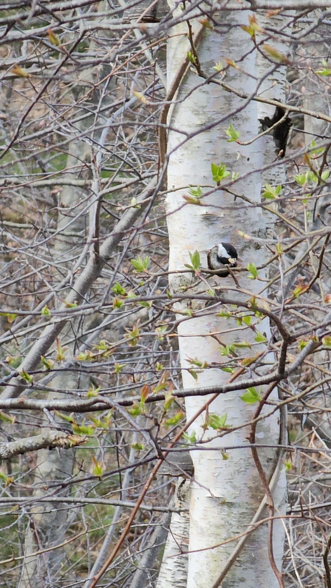 Black-capped Chickadee - ML617758606