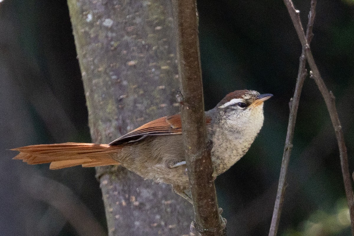 Line-cheeked Spinetail - Beatrix Pond