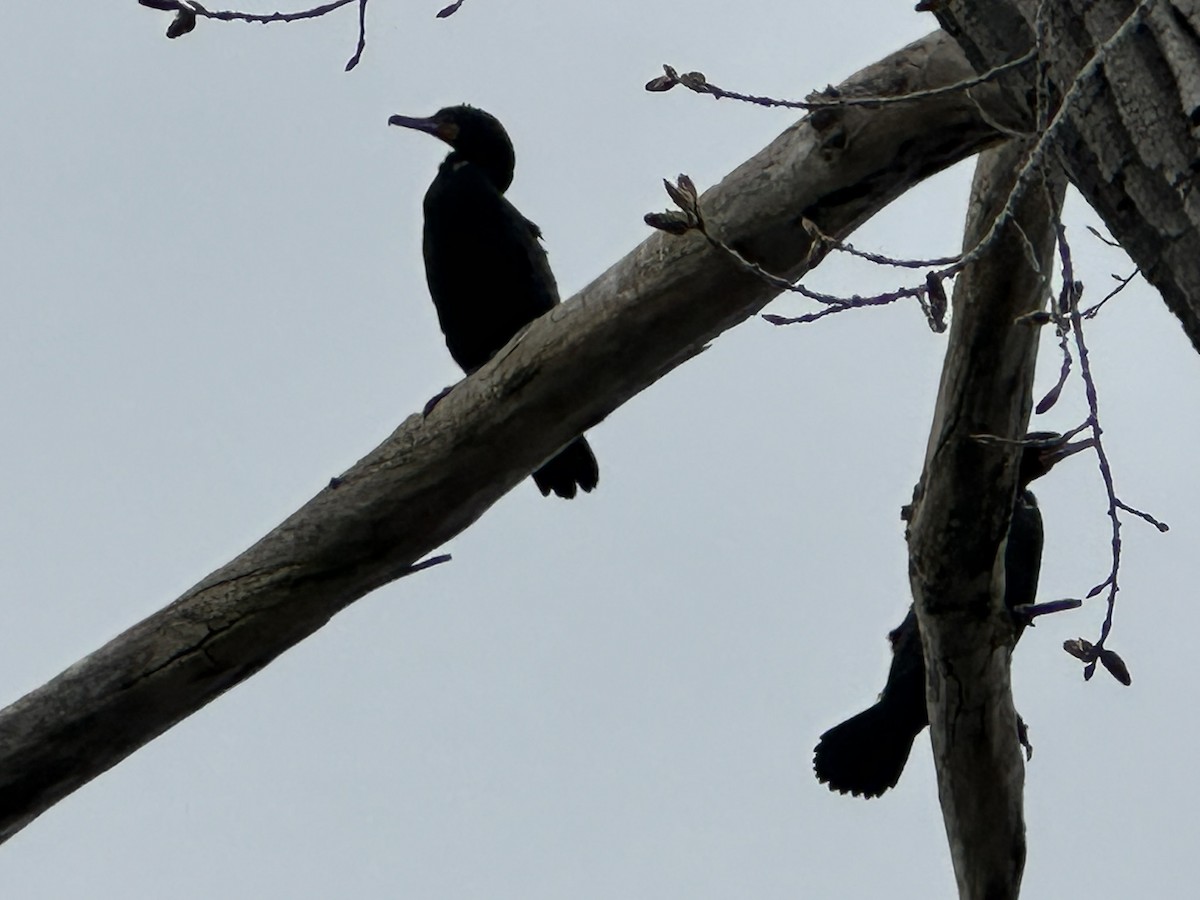 Double-crested Cormorant - Nathalie Daigneault