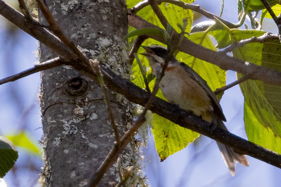 Plain-tailed Warbling Finch - ML617758639