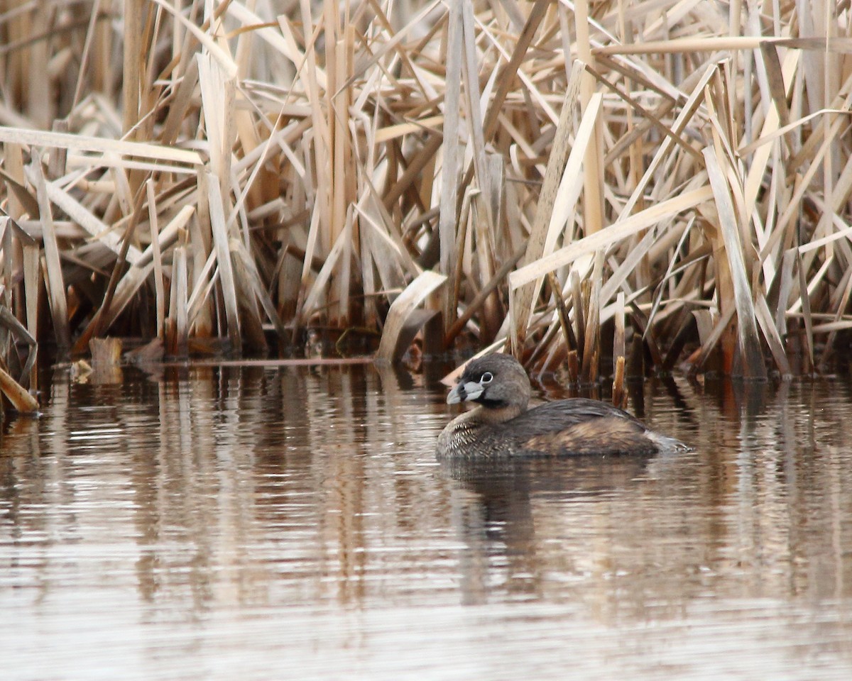 Pied-billed Grebe - ML617758675