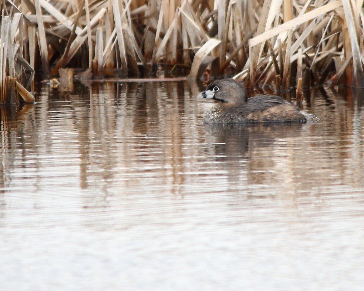 Pied-billed Grebe - ML617758676